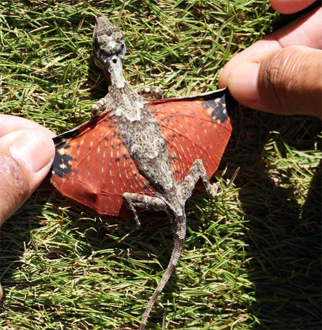 tiny-dragon-lizard-indonesia-photo1