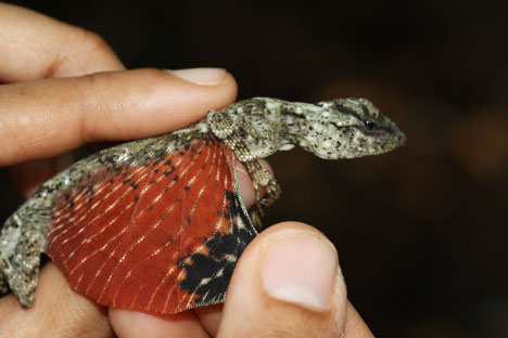 tiny-dragon-lizard-indonesia-photo2