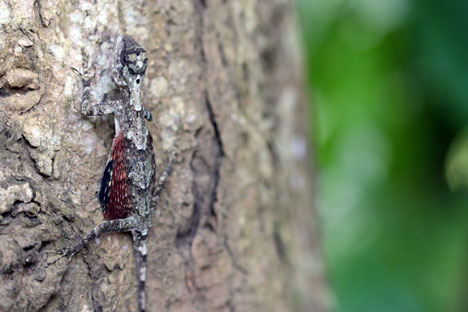 tiny-dragon-lizard-indonesia-photo3