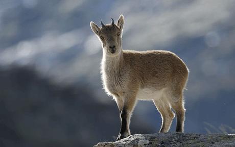 ibex_1250749c.jpg