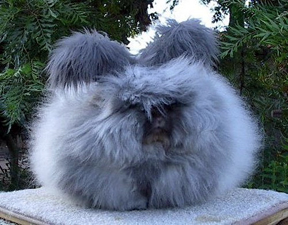 angora-rabbit-blue.jpg