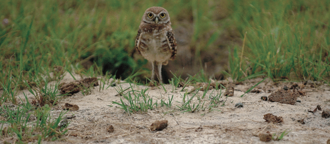 burrowingowl2_2.gif