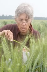 mary-verhoeven-wheat.jpg