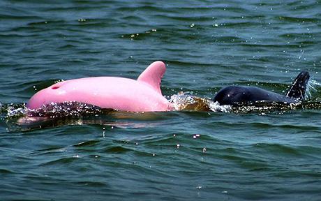 pink_dolphin_1358282c.jpg