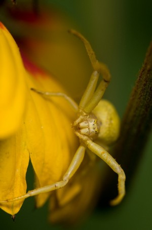 crabspider2