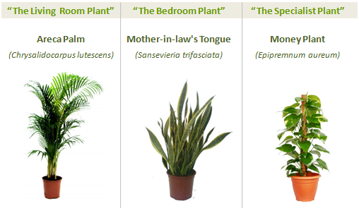 greenspaces_three_plants1.png