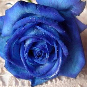 87745blue_rose