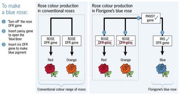 pi_bluerose_diagram_71595