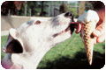 dog_icecream