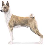 basenji