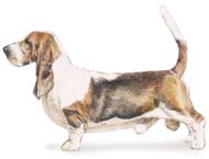 basset