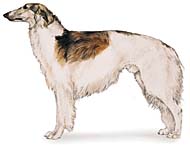 borzoi