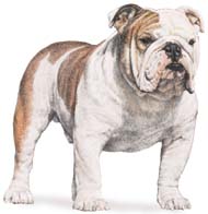 bulldog