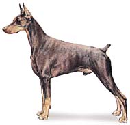 doberman