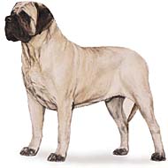 mastiff