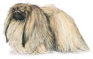 pekingese