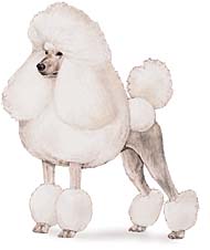 poodle