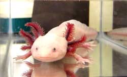 _salamander-2