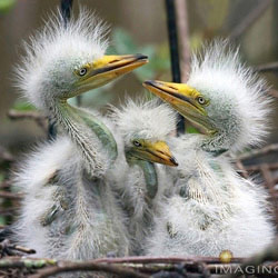 amazing_animals_chicks