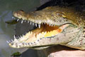 amazing_animals_crocodilepp