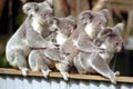 koalas1