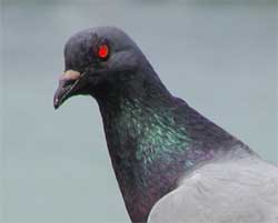 robotpigeon