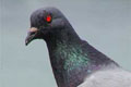 robotpigeon1