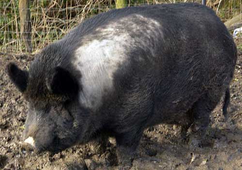 ironagepig