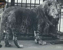 leopon02