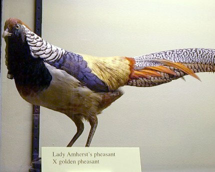 hybridpheasant