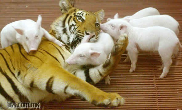 tigerpiglets5