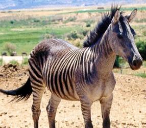 zebroid01