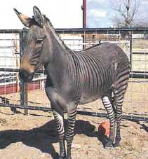 zonkey01