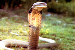 2_deadly_asian_cobra