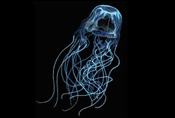 3_deadly_aus_boxjellyfish