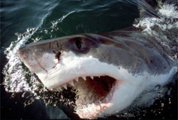 4_deadly_whiteshark