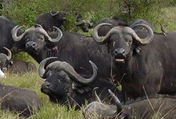 9_deadly_capebuffalo