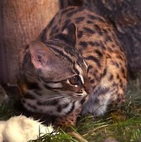 civet_cat