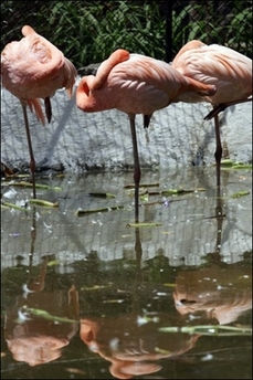 flamingos