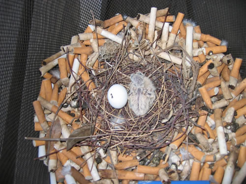 cigarette-butt-bird-nest