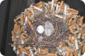 cigarette-butt-ddbird-nest