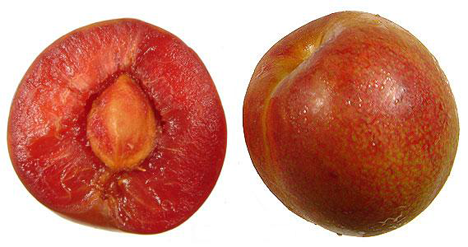 pluot.png