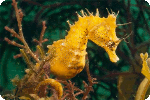 seahorse