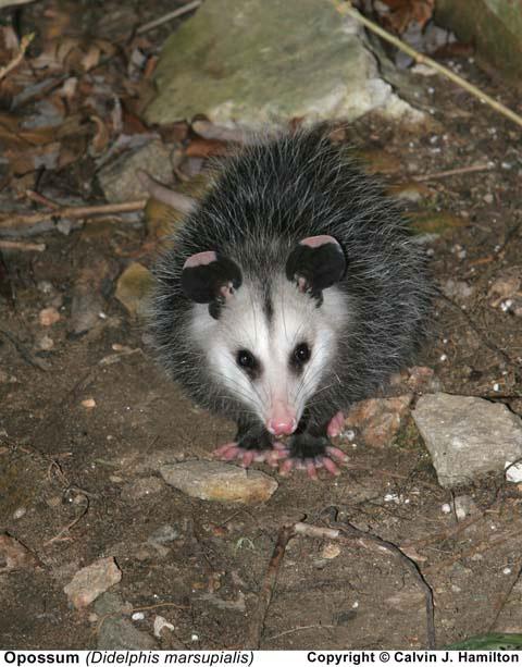 2ls_ugliest_opossum_02