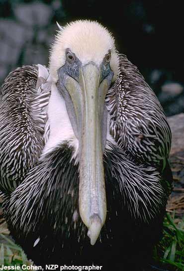 3ls_ugliest_br_pelican_02