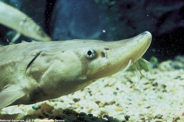 5ls_ugliest_sturgeon_02